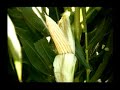 bravísima flor rojiazul: violeta!