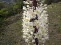 videos de accouplement a taza