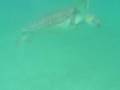 videos de Green Turtle Mexico