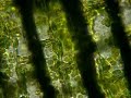 Elodea Cytoplasmic Streaming