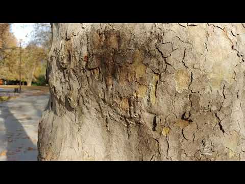 LG V30 Sample Video - focus test in 4K