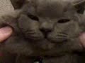 hfghfg hfghfg