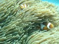 Finding Nemo Finding Nemo