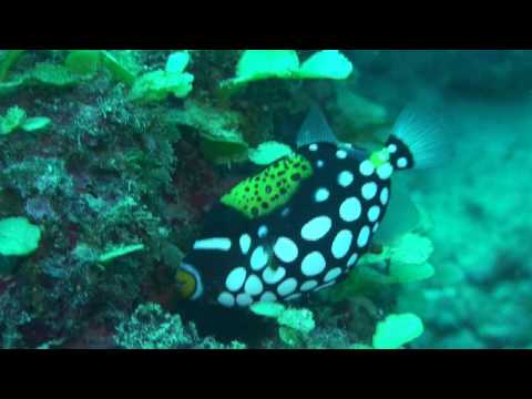 Peixe-porco-palhaço (Balistoides conspicillum)