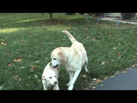 Two yellow labs playing together