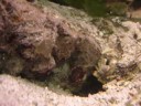 Cinctus_bellulus