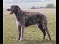 ASFA Trial Irish WolfHounds Lure Coursing