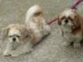 Shihtzu brothers（仲良しシーズー犬）