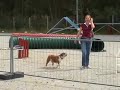 Pheobe the English Bulldog 
