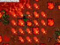 Dragon Hunt Tibia