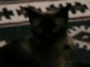 Dois Gatos
