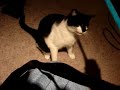 My Cat Loves Freeze Pops
