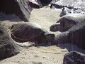 Sea Turtles