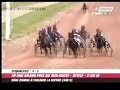 attele,trot,harness