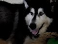 Malamute Yelping Like A Baby