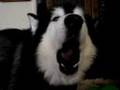 Malamute Yelping Like A Baby
