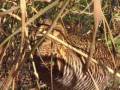 videos de To the Rescue:  Atwater's Prairie Chicken