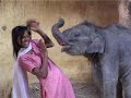 The Elephants of Jaipur