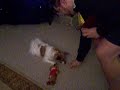 Papillon Dog Video - Sophie\