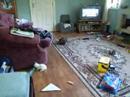 5 weeks old - kittens and mum cat at play