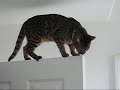 Bengal Cat Agility