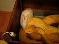 piton-del-gordo-de-cai.html