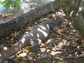 Iguana in Sri Lanka