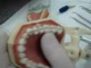 Dentistica 1