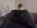 Treadmill Cat #3 Treadmill Cat #3