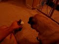 Pug howls at squeaky toy (part 2)