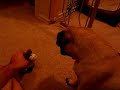 Pug howls at squeaky toy (part 2)