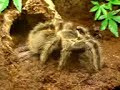 Lasiodora Parahybana Lasiodora Parahybana