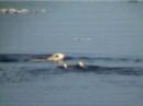 Polar Bear and cubs