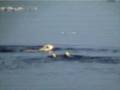 Polar Bear and cubs