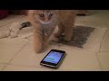 Cute texting kitten