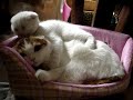 Scottish Fold【Cosmetology store of cat 01】