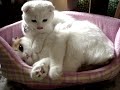 Scottish Fold?Cosmetology store of cat 01?