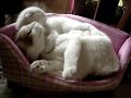 Scottish Fold【Cosmetology store of cat 01】