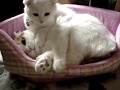 Scottish Fold【Cosmetology store of cat 01】