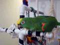 View Video