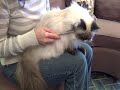 Safari&reg; Comb for Cats