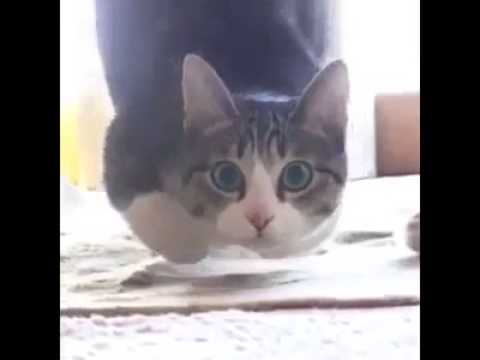 Katze Launch Control Grip VMax 1000 PS Turbo Umbau Ferrari Grip