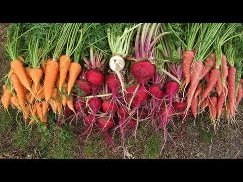 how to harvest carrot seeds