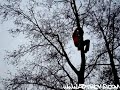 Maradona Amsterdam ABTricks The Tree