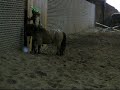 Ligaro op arabieren show