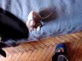 Sphynx Cat - Yusha climbing on me