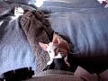 Sphynx Cat - Yusha climbing on me Sphynx Cat - Yusha climbing on me