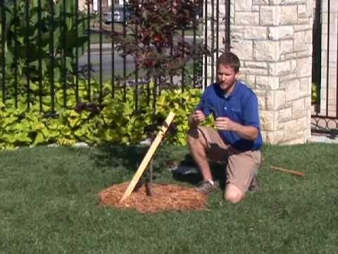 how to stake a tree