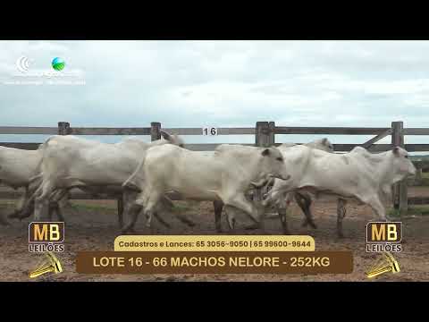 536� LEIL�O VIRTUAL MB LEIL�ES