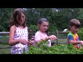 Perfect Pesto Recipe